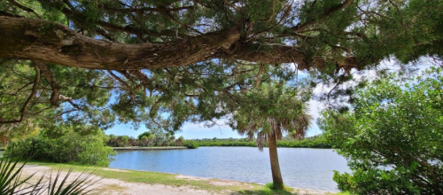 A serene view of a calm lake surrounded by lush greenery and trees under a clear blue sky.