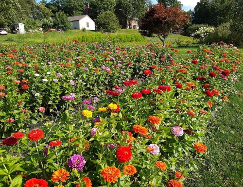 A vibrant garden filled with colorful flowers, including red, orange, pink, and purple blooms, with a house in the background.