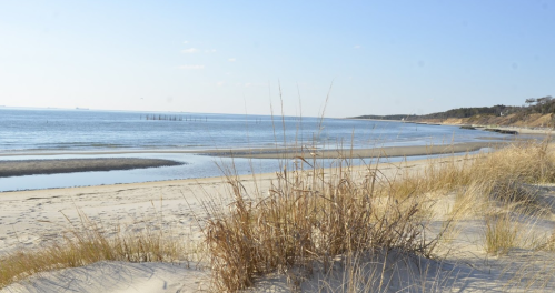 A serene beach scene with gentle waves, sandy shore, and tall grass in the foreground under a clear blue sky.