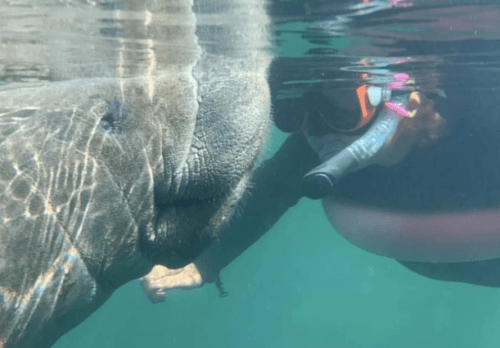 A person snorkeling underwater, reaching out to a manatee in clear blue water.