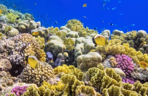 Vibrant coral reef with colorful corals and tropical fish swimming in clear blue water.