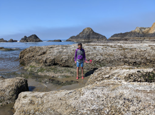 A child stands on rocky shore at low tide, exploring the tide pools with a pink toy in hand.