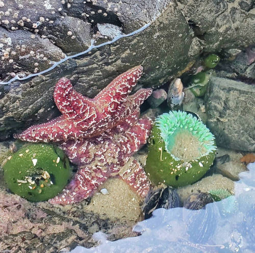 A starfish and green anemones among rocks and seaweed in a tidal pool.