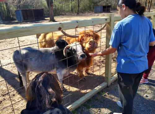 A person feeding animals through a fence, including a Highland cow and a gray cow, in a farm setting.