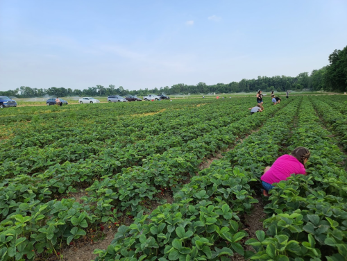 People picking strawberries in a field, with cars parked in the background under a clear sky.