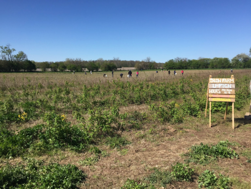 A wide view of a field with people picking crops, featuring a sign for Silo Farm with hours of operation.