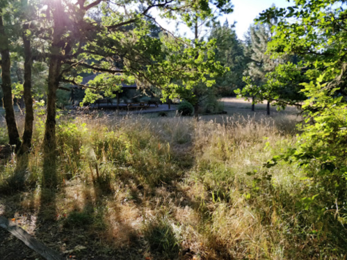 A sunlit path through tall grass and trees, leading to a distant cabin in a serene forest setting.