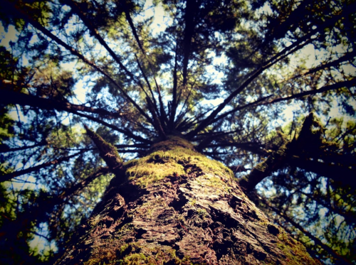 View looking up at a tall tree, showcasing its trunk and branches against a bright blue sky.