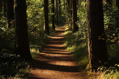 A serene forest path winding through tall trees, dappled sunlight illuminating the ground.