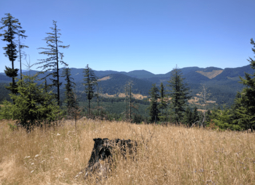 A scenic view of rolling hills and mountains, framed by tall trees and golden grass under a clear blue sky.