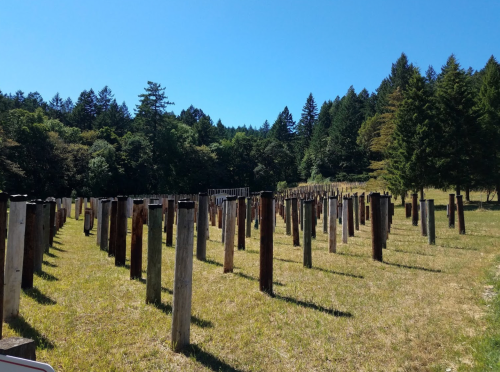 A field with numerous wooden posts standing in rows, surrounded by trees and a clear blue sky.