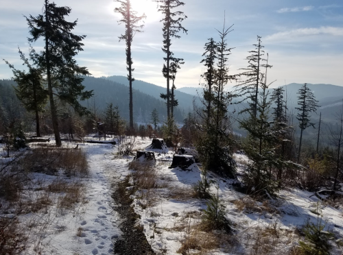 A snowy trail winds through a forest of tall trees, with mountains visible in the background under a clear sky.