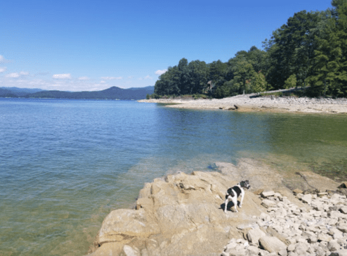 A dog stands on rocky shore by a clear lake, surrounded by trees and mountains under a bright blue sky.