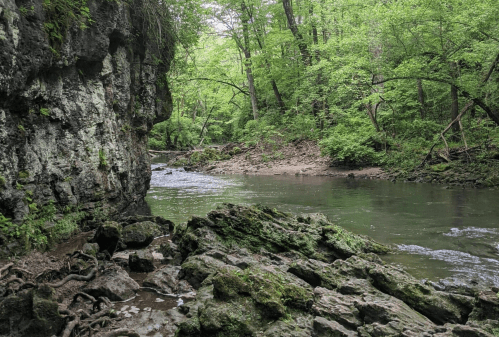 A serene river flows through a lush green forest, with rocky banks and trees lining the water's edge.