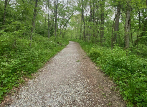 A winding gravel path through a lush green forest, surrounded by trees and foliage.