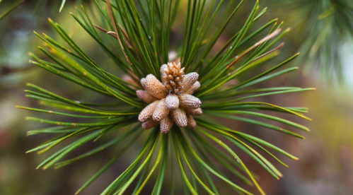 Close-up of a pine tree branch with green needles and a cluster of pine cones in the center.