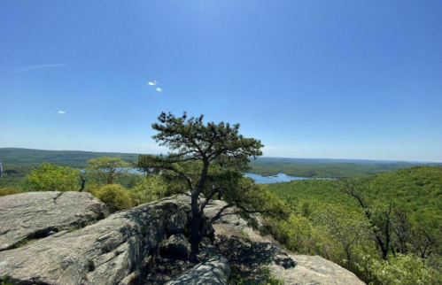 A lone tree on a rocky outcrop overlooks a lush green valley and a serene lake under a clear blue sky.