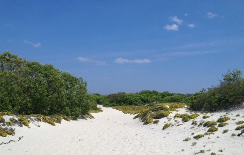 A sandy path leads through lush greenery under a clear blue sky, creating a serene beach landscape.