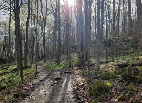 A sunlit forest path winding through tall trees, with green foliage and rocky terrain.