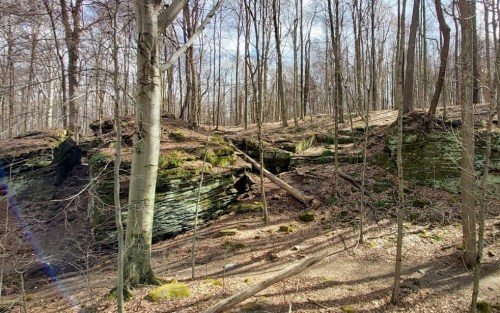 A serene forest scene with bare trees, rocky outcrops, and scattered leaves on the ground under a partly cloudy sky.