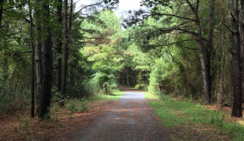 A serene, tree-lined path winding through a lush green forest.