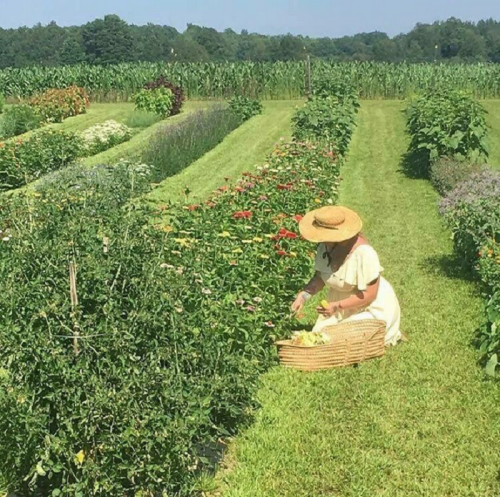 A person in a straw hat gathers flowers in a vibrant garden surrounded by lush greenery and cornfields.