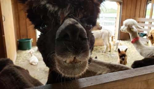 A close-up of a black alpaca with a quirky expression, surrounded by other animals in a barn setting.
