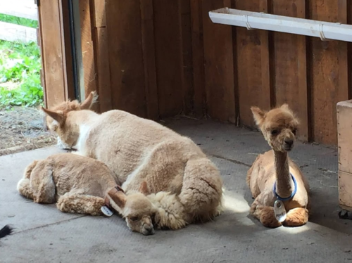 Three alpacas resting on a barn floor, with one lying down and two sitting nearby.