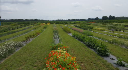 A vibrant field of flowers and greenery, with neatly arranged rows under a cloudy sky.