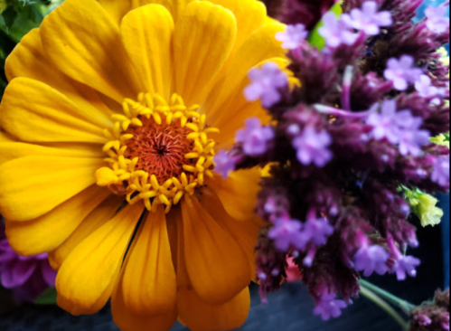 A vibrant yellow flower surrounded by purple blooms, showcasing a colorful floral arrangement.