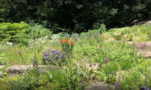 A vibrant garden filled with various colorful flowers and lush greenery under bright sunlight.