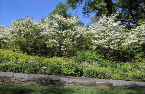 A vibrant garden with blooming white flowers and lush greenery under a clear blue sky.