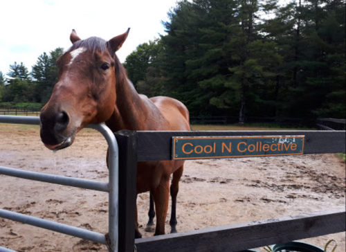 A brown horse stands by a fence with a sign that reads "Cool N Collective" in a wooded area.