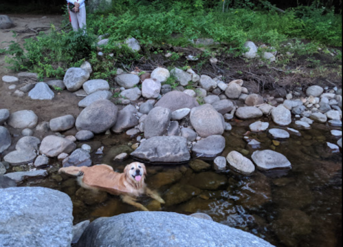 A golden retriever swims in a shallow stream surrounded by large rocks and greenery.