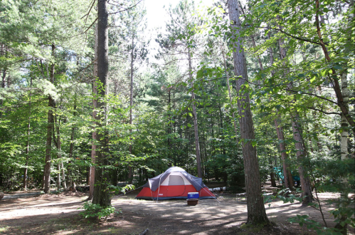 A red and gray tent set up in a lush green forest surrounded by tall trees and dappled sunlight.