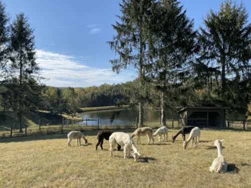 A group of llamas grazing in a grassy field near a serene pond, surrounded by tall trees and a clear blue sky.