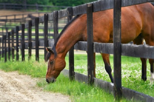 A brown horse grazing near a wooden fence in a green pasture.