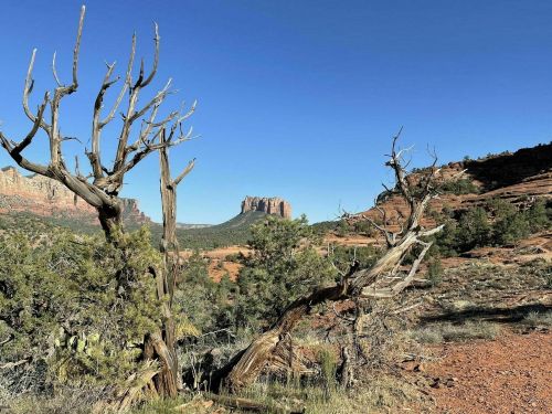 A barren tree stands in the foreground with red rock formations and a clear blue sky in the background.