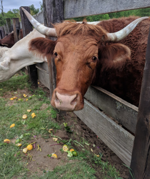 A close-up of a brown cow with horns, looking over a wooden fence, surrounded by scattered fruits on the ground.