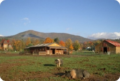 A scenic farm with two barns, pigs grazing, and colorful autumn trees against a mountain backdrop.