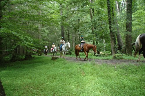 A group of people riding horses along a wooded trail, surrounded by lush green trees and grass.