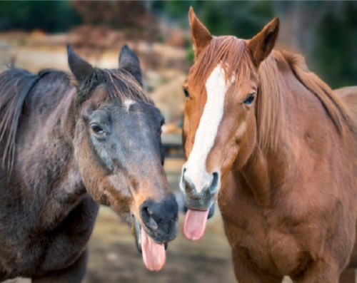 Two horses playfully sticking out their tongues, standing close together in a natural setting.
