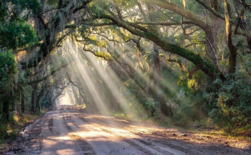 Sunlight streams through trees over a dirt road, creating a serene, misty atmosphere in a lush forest.