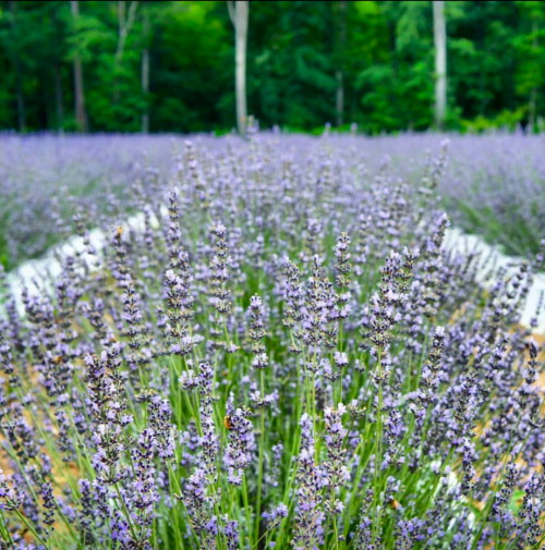 A field of blooming lavender stretches into the distance, surrounded by lush green trees.