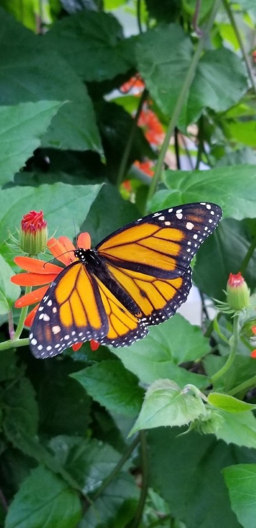 A vibrant monarch butterfly perched on bright orange flowers surrounded by green leaves.