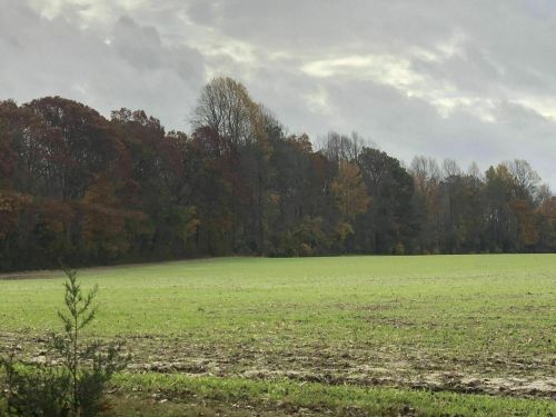 A grassy field bordered by trees with autumn foliage under a cloudy sky.