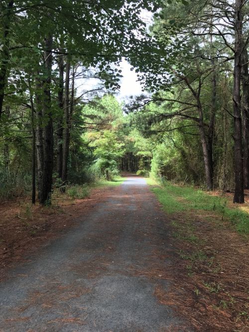 A serene dirt path winding through a lush green forest, surrounded by tall trees and soft underbrush.