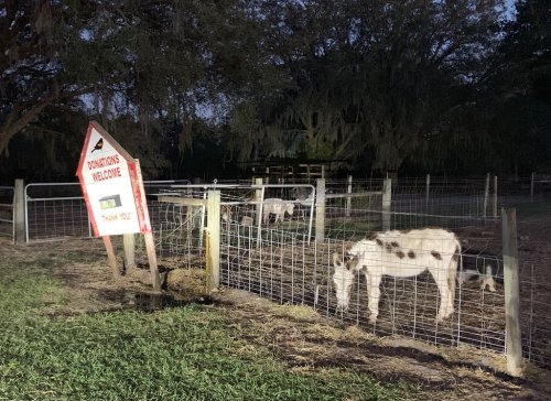 Two white and brown spotted goats grazing near a sign that says "Donations Welcome" in a fenced area at dusk.