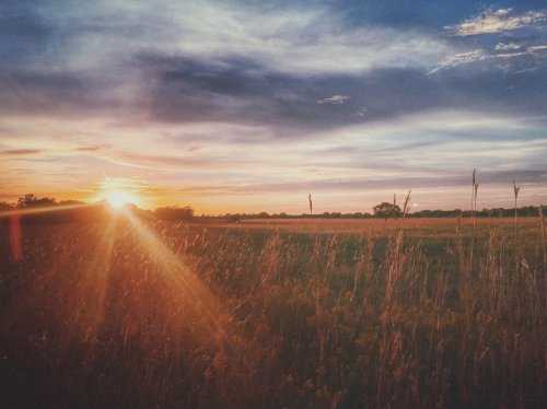 A serene sunset over a grassy field, with vibrant colors and soft clouds in the sky.