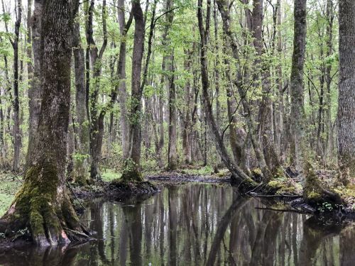 A serene forest scene with tall trees reflecting in a calm, dark waterway surrounded by lush greenery.